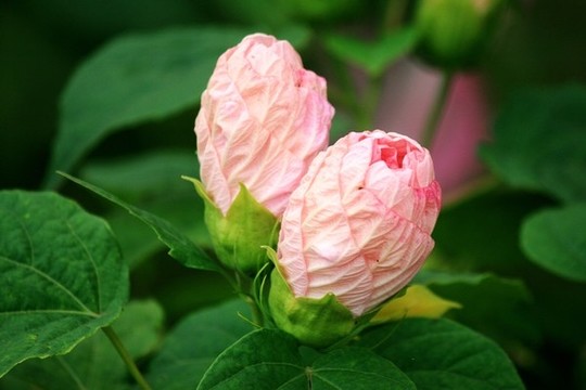 木芙蓉