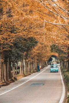 秋日的馬路