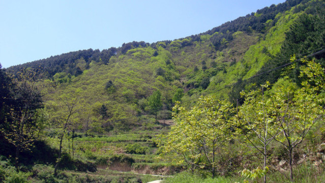 綠色山林背景