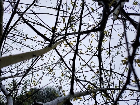 仰拍樹枝