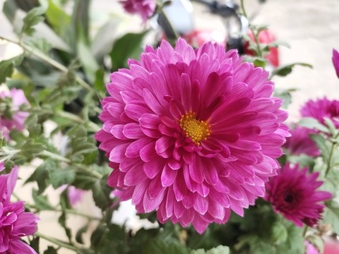 紅花綠葉