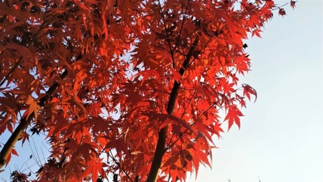紅楓