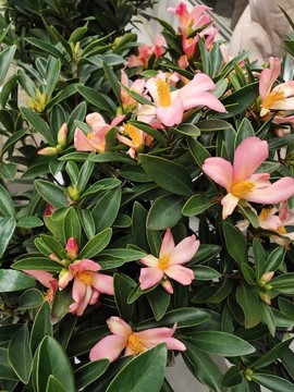 花店鮮花