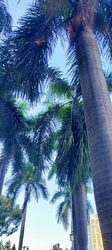 椰樹