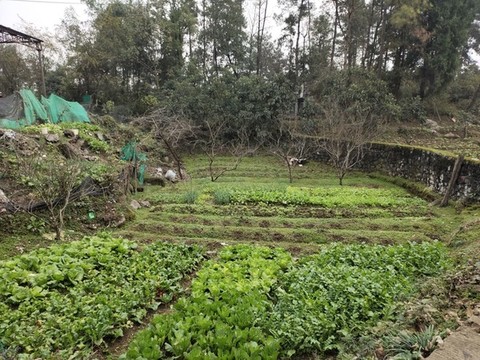 蔬菜種植
