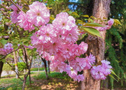 櫻花