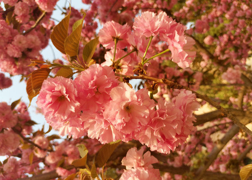 櫻花
