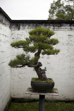 盆景