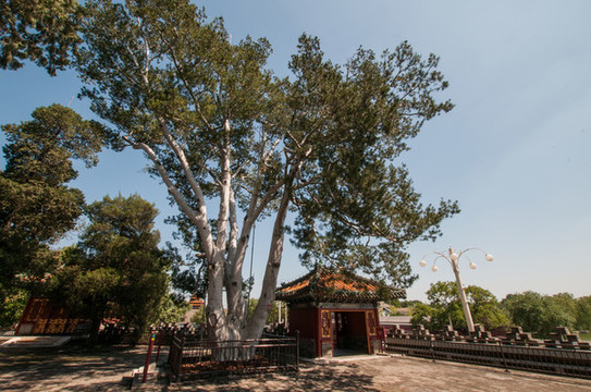 北海公園團(tuán)城白袍將軍