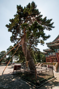北海公園團(tuán)城遮蔭侯