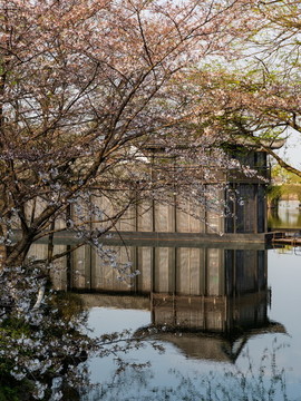 杭州曲院風(fēng)荷公園春色