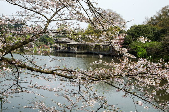 杭州花港觀魚(yú)公園春色