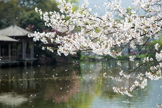 杭州花港觀魚(yú)公園春色