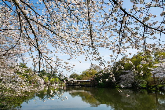 杭州花港觀魚公園春色