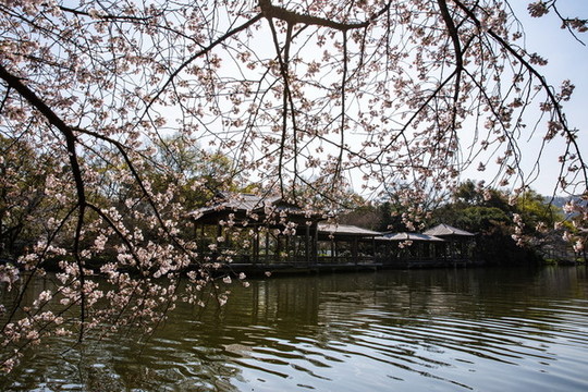杭州花港觀魚公園春色