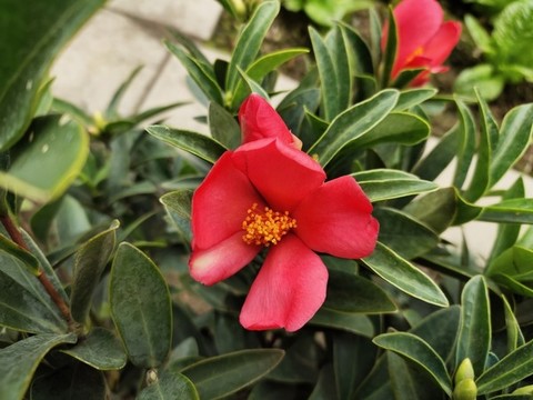 紅茶花