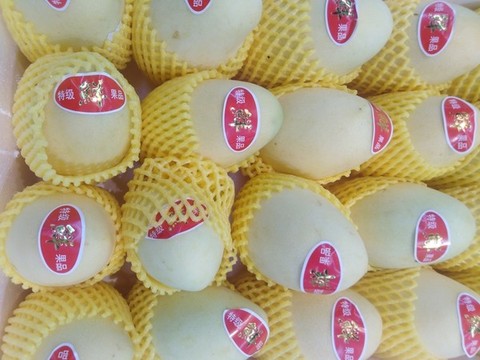 芒果