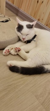 小懶貓