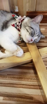 睡覺的小貓