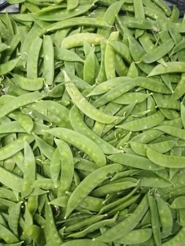 豆莢