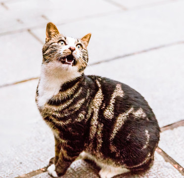 貓