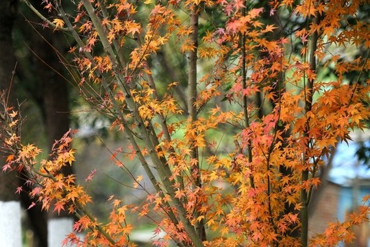 雞爪槭