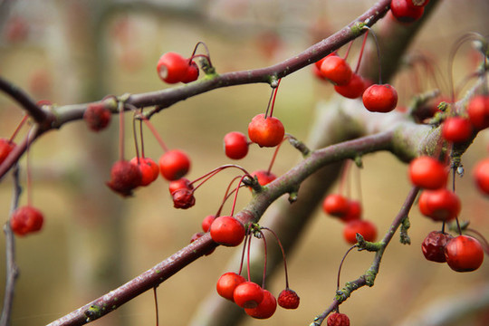 果園紅小果