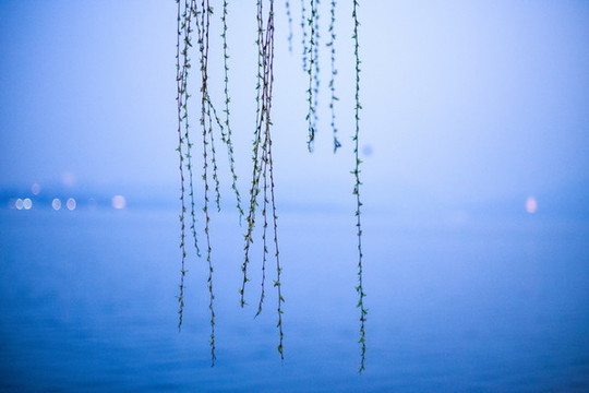 西湖春柳