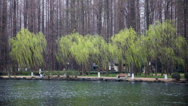 西湖春柳