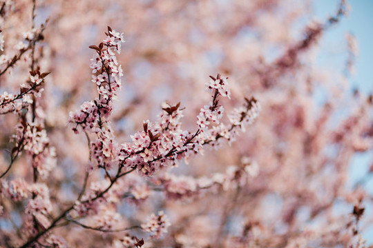 櫻花
