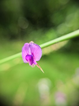 紫色小花