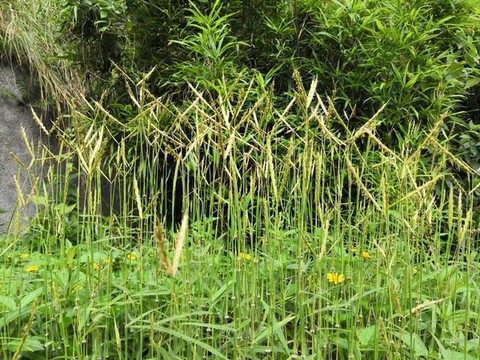 野草背景
