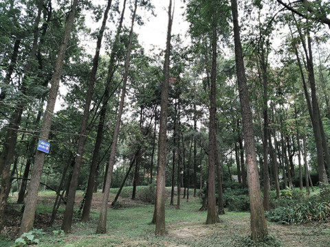 森林公園