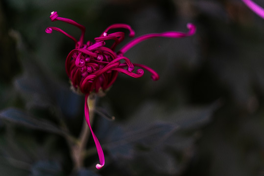 秋菊