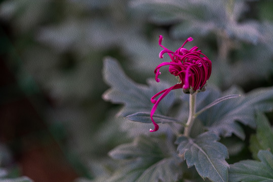 秋菊