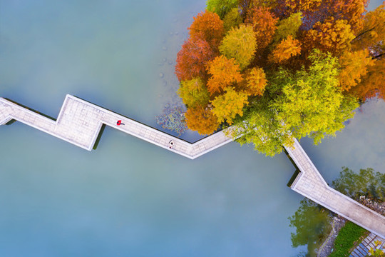 白塘公園紅杉林