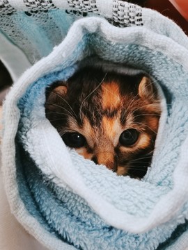 貓