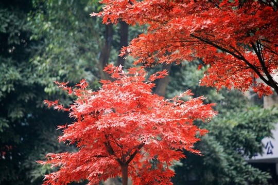 紅楓