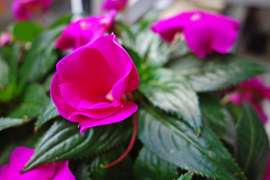 鳳仙花