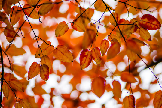 紅葉背景