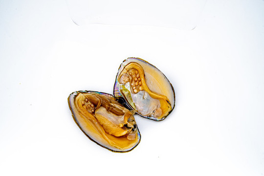 珍珠養(yǎng)殖