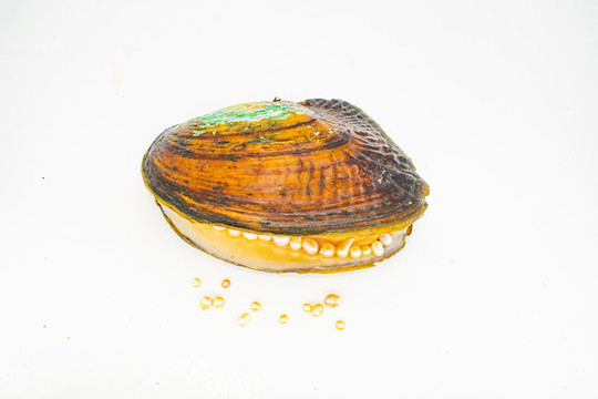 河蚌