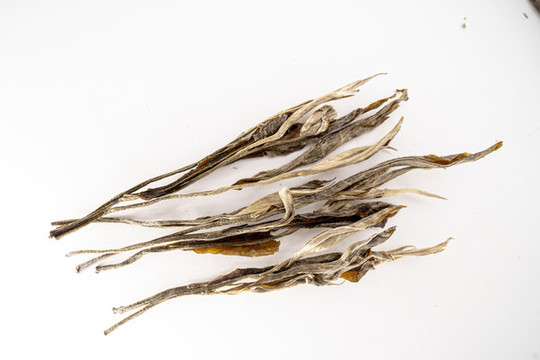 古樹茶
