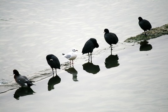水鳥