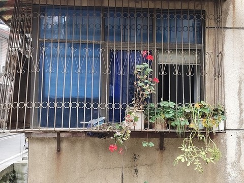 窗臺(tái)上的花