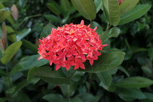 藥用植物龍船花