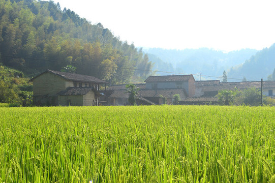 田園