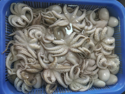 墨魚
