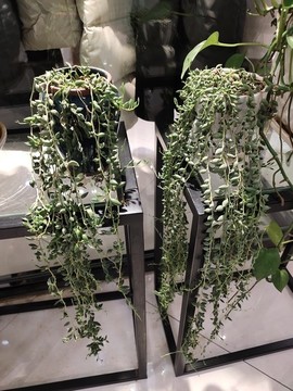 珍珠吊蘭盆栽