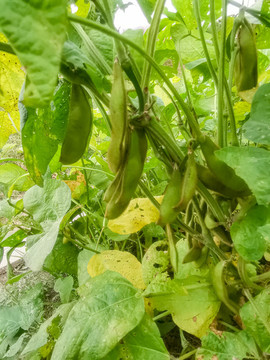 大豆種植